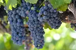 Merlot Grapes on Vine