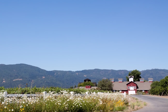 Frogs Leap Winery