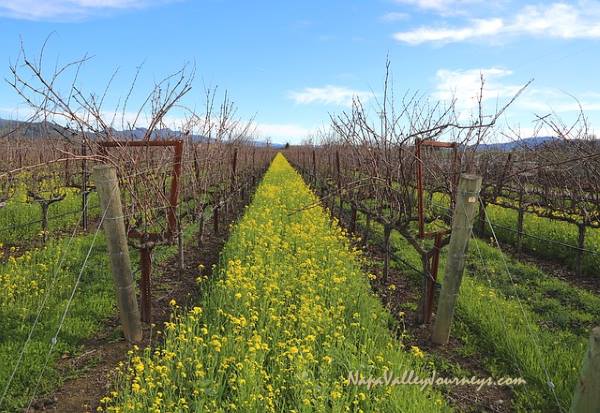 napa valley mustard