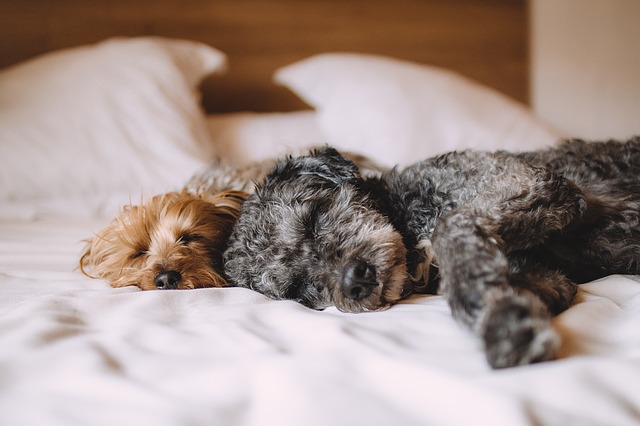 Pet Friendly Hotels Dogs on Bed