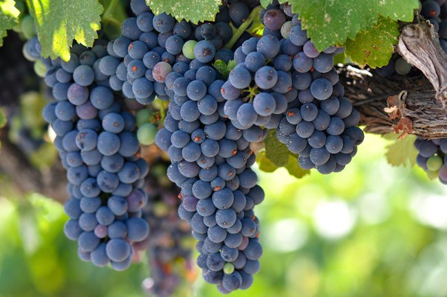 merlot wine, merlot grapes, napa valley