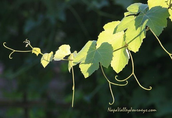 napa valley vineyard