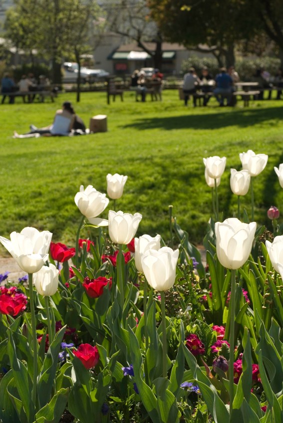 napa valley picnic