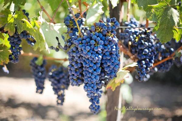 napa valley, napa valley grapes, napa valley grapevines