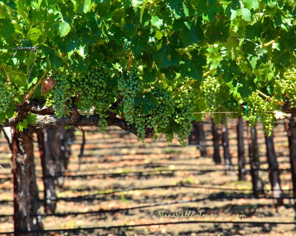 napa valley grapevines