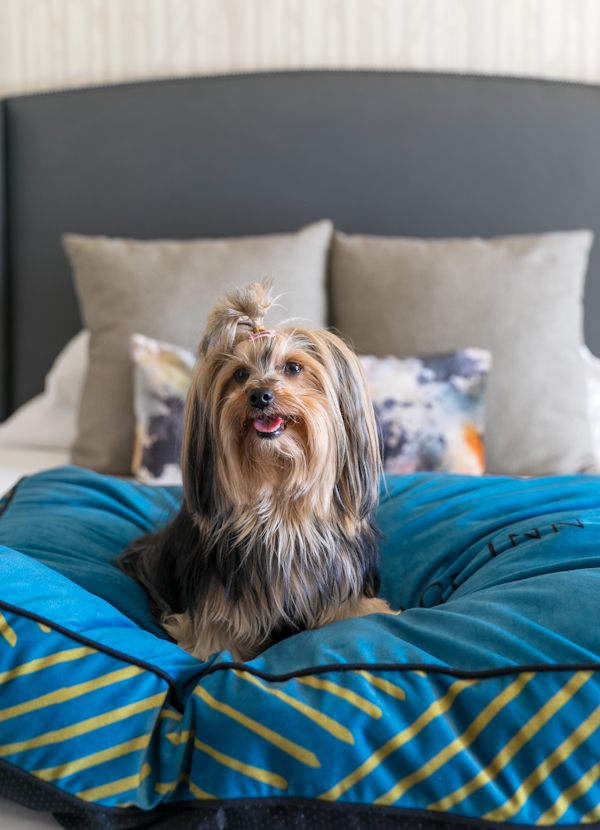 Pet-Friendly River Terrace Inn pet-friendly hotel