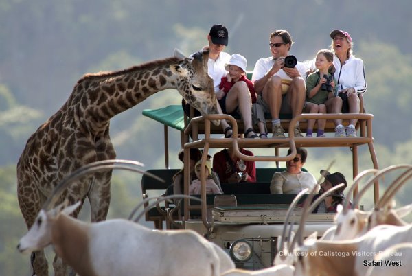 things to do in napa, safari west